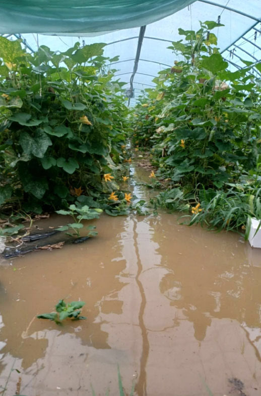 11일 집중 호우가 내린 전북 군산시 성산면 농가의 비닐하우스 속 호박이 물에 잠겨 있다. (사진=연합뉴스)