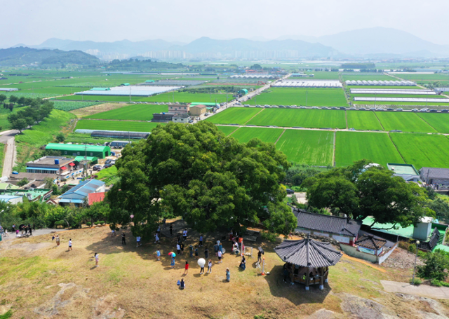 드라마 '이상한 변호사 우영우'에 '소덕동 팽나무'로 등장한 경남 창원시 의창구 대산면 '창원북부리 팽나무' . 연합뉴스