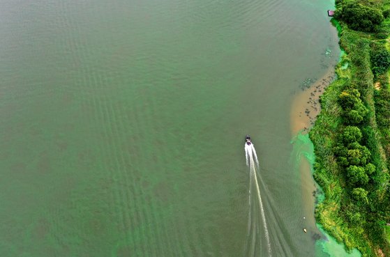 지난 11일 부산시민들의 식수 원수를 취수하는 경남 물금·매리 취수장 인근 낙동강이 녹조로 초록색을 띄고 있는 모습. 연합뉴스