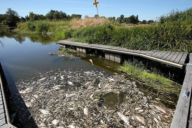 폴란드 오데르강 물고기 집단 폐사 / 사진=연합뉴스