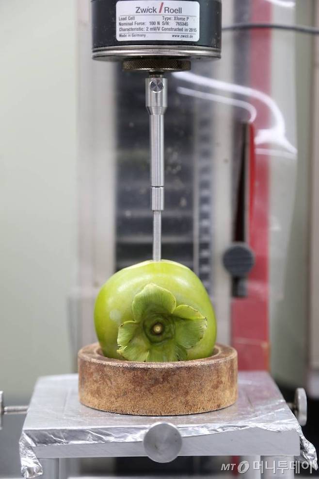단감 표피 경도측정 모습. /사진=정혁수