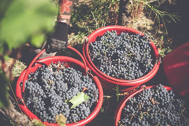 '코디치 로쏘 뉴 스위트'에 쓰이는 포도. /동원와인플러스