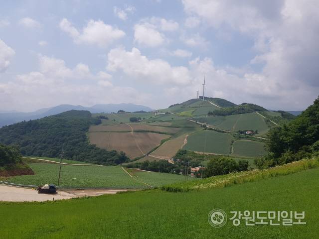 ▲ 꽃처럼 활짝 핀 푸른 배추의 물결, 하얀 풍력발전기, 새파란 하늘 위 구름이 조화를 이루면서 무한한 자연의 아름다움을 선사한다.