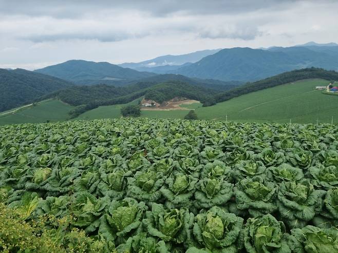 13일 강원 강릉시 왕산면 소재의 고랭지 배추밭(안반데기) 현장./사진 자료= 유재희 기자