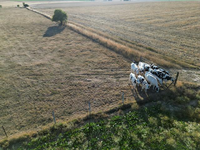 10일 프랑스 랜코트의 마른 목초지에서 소들이 풀을 뜯고 있다. 랜코트=로이터 연합뉴스