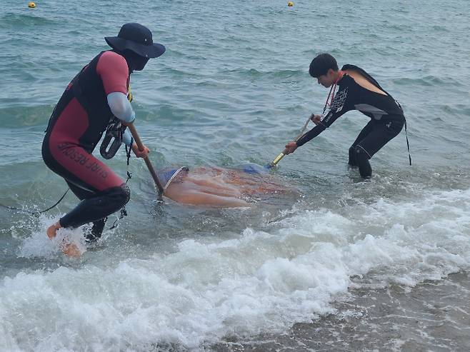 지난 6일 부산 기장군 임랑해수욕장에서 해수욕객 수십명이 대형 해파리떼에 잇따라 쏘이는 사고가 발생했다. 독자 제공