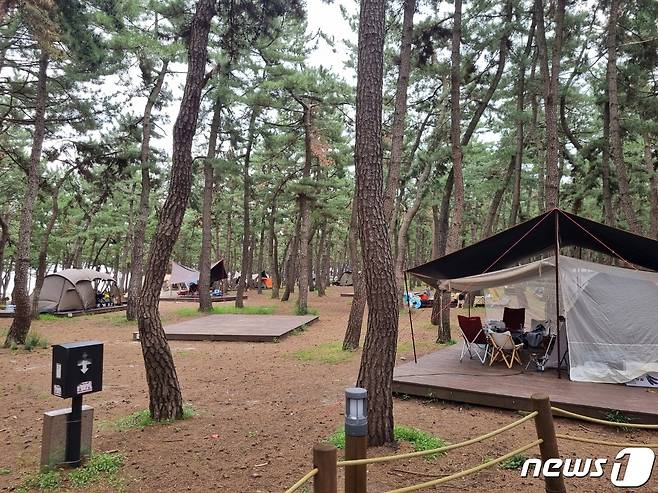 광복절이자 연휴 마지막날인 15일 강원 강릉 솔향기 캠핑장에 캠핑 텐트가 설치돼 있다.2022.8.15/뉴스1 윤왕근 기자
