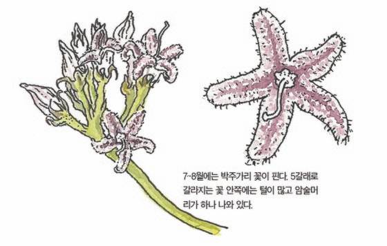 우리 주변 식물들의 비밀 이야기