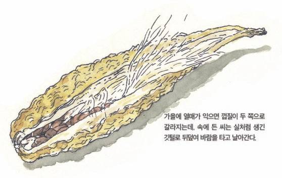 우리 주변 식물들의 비밀 이야기