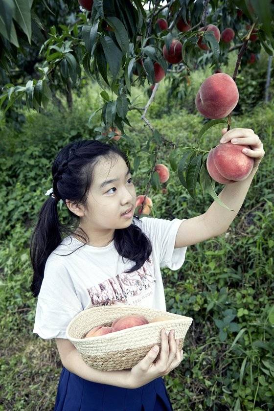 중생황도를 수확 중인 문시윤 학생모델. 복숭아는 두 손으로 과실을 잡고, 살짝 돌리며 잡아당기면 나뭇가지에서 잘 떨어진다.