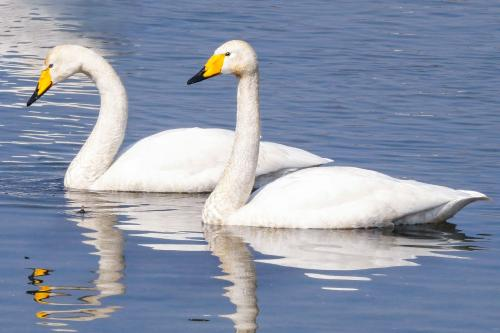멸종 위기 철새 큰고니. 국립생물자원관 제공.