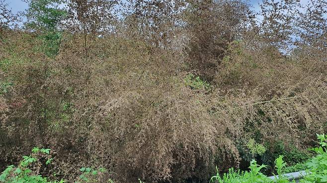 전남 담양을 비롯해 나주, 하동, 진주 등 남부지역에는 대나무고사목들이 증가하고 있다. 서인주 기자