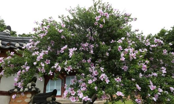 천연기념물로 지정된 국내 최고령 무궁화인 강릉시 방동리 무궁화가 지난 7월 만개한 모습. 연합뉴스