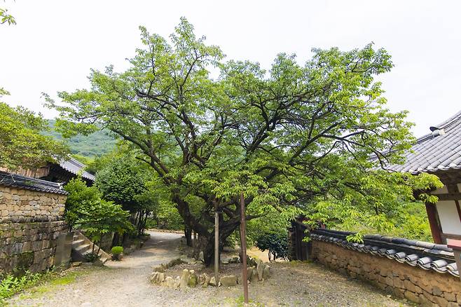 천연기념물 선암매. 순천 류재민 기자