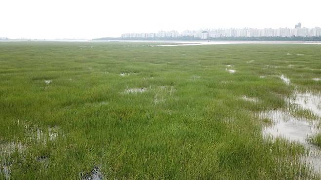 부산 명지갯벌 새섬매자기 군락지. [환경부 제공. 재판매 및 DB 금지]