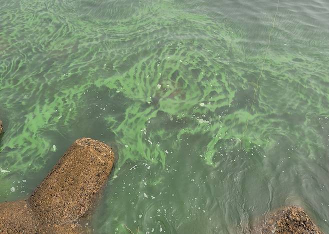 거제 능포방파제 녹조 (거제=연합뉴스) 부산 다대포해수욕장에 이어 경남 거제 앞바다에서도 녹조 현상이 관찰돼 거제시가 원인 조사에 나섰다. 사진은 지난 13일 오후 거제시 능포동 능포방파제에서 관찰된 녹조 현상. 2022.8.16 [독자 제공. 재판매 및 DB 금지]