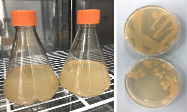 국립생물자원관이 암모니아를 생산하는 박테리아 2종을 분리 배양하고 있다.