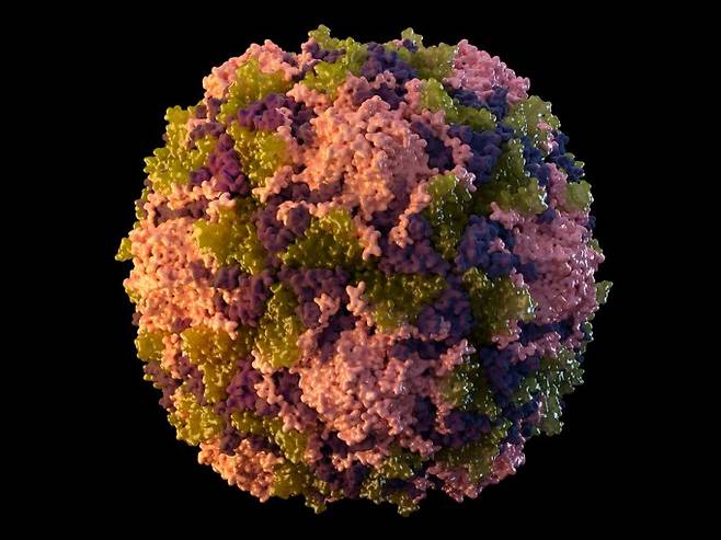 소아마비를 유발하는 것으로 알려진 폴리오바이러스(poliovirus)의 모식도. CDC 제공