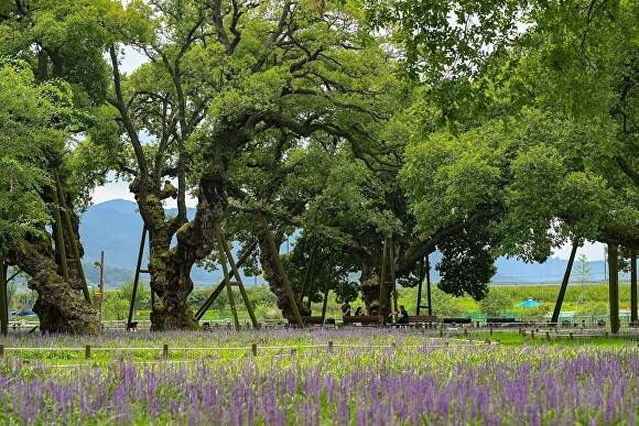성주군 성밖숲 전경 [사진=성주군]