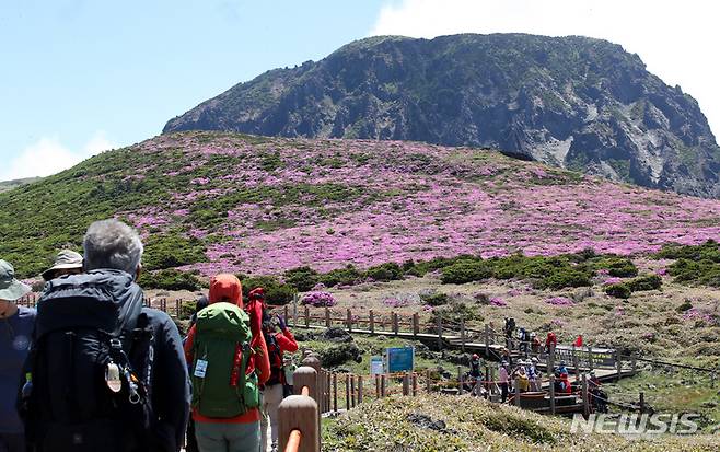 [제주=뉴시스] 우장호 기자 = 지난 6월 8일 제주 한라산 영실코스 탐방로 모습. 주변에 털진달래가 활짝 펴 탐방객들의 시선을 사로 잡고 있다. 2022.06.08. woo1223@newsis.com