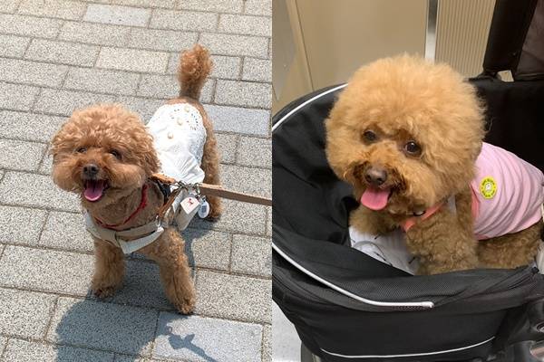 - 혀를 내밀고 헐떡이는 행동을 통해 몸을 식히는 강아지.