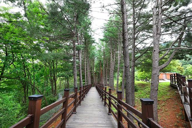 양구수목원 잣나무길[사진/조보희 기자]