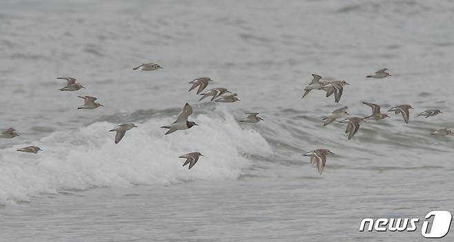18일 경북 포항시 남구 해안에서 도요새들이 먹잇감을 찾아 날아다니고 있다.2022.8.18/뉴스1 ⓒ News1 최창호 기자