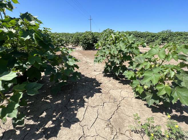 지난 8일(현지시간) 미국 미시시피주 농업지대 마크스의 목화밭 바닥이 가뭄에 갈라져 있다.
