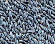 국내 최초 양조 전용 쌀 ‘설갱’(위)과 안토시아닌이 풍부한 ‘흑진미’. [사진 농촌진흥청]