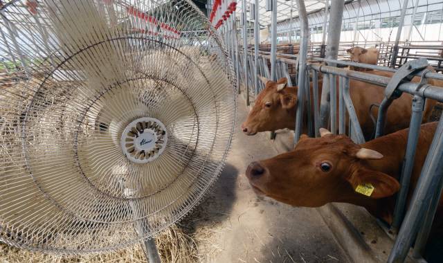 ▲ 축사에서 소들이 선풍기 바람을 쐬고 있다. [강원도민일보 자료사진]