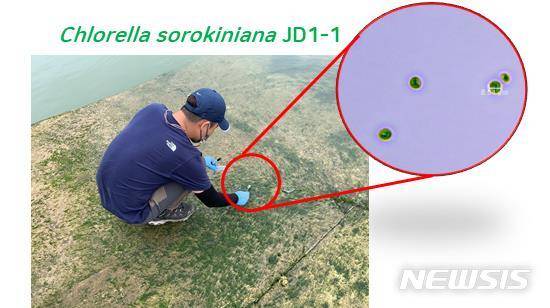[서울=뉴시스]클로렐라 소로키니아나 JD1-1 균주(Chlorella sorokiniana JD1-1) 시료 채취 및 현미경 사진(자료=국립호남권생물자원관)