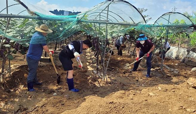 충남도의회 안전건설소방위 수해농가 일손돕기 활동 [충남도의회 제공. 재판매 및 DB 금지]