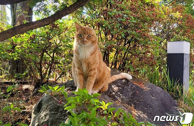 서울의 한 사무실에서 키우고 있는 길고양이(독자 제공) ⓒ 뉴스1