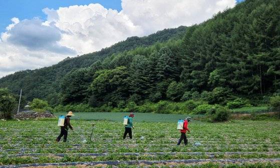 필리핀 산후안시에서 온 외국인 계절근로자들이 지난달 27일 강원 홍천군 내면의 한 농가에서 일하고 있는 모습. 박진호 기자