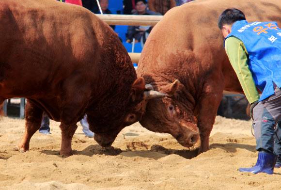 - 16일 충북 보은서 개막한 전국민속소싸움대회에서 경기장에 들어선 소 주인이 허리 숙여 자신의 싸움 소를 응원하고 있다. 이 대회는 이달 20일까지 이어진다. 연합뉴스