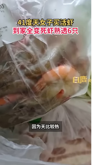 팡모씨가 자신이 구매한 새우가 폭염 탓에 익었다며 공개한 영상 중 일부./유튜브