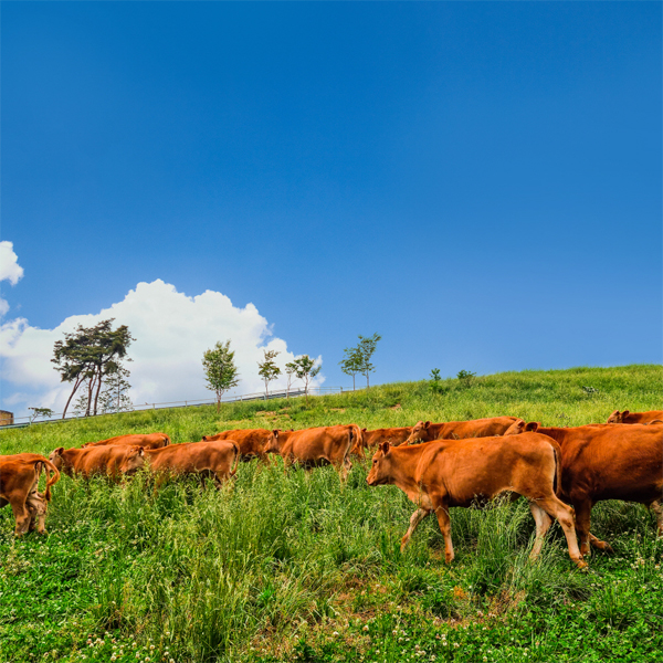지난 18일 전북 정읍에 위치한 다움농장에서 자연에 방목된 소들이 한가롭게 풀을 뜯어 먹고 있다. 현대백화점은 추석을 맞아 자연 방목 한우를 명절 선물세트로 내놨다. [사진 제공 = 현대백화점]