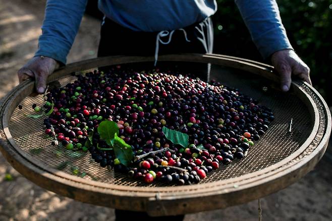 브라질의 한 농장에서 인부가 커피를 들고 있는 모습. /로이트 연합뉴스