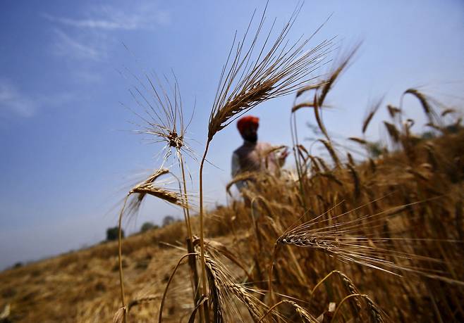 FILE PHOTO: FILE PHOTO: A farmer stands in his wheat field, which was damaged by unseasonal rains, at Vaidi village in the northern Indian state of Uttar Pradesh, March 25, 2015. To match Insight INDIA-MODI/   Picture taken March 25, 2015. REUTERS/Anindito Mukherjee/File Photo/File Photo