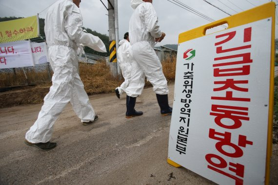 [양구=뉴시스] 김경목 기자 = 19일 오후 돼지 살처분 및 매몰 작업을 할 인부들이 아프리카돼지열병(ASF)이 발병한 강원 양구군 국토정중앙면 돼지농장으로 들어가고 있다. 2022.08.19. photo31@newsis.com /사진=뉴시스