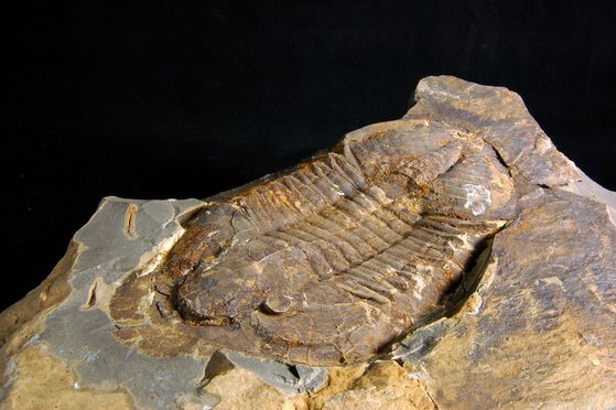 강원도 태백시에서 발견된 약 15cm 크기의 바실리엘라 삼엽충 화석. 몸체가 온전히 발견된 케이스다.