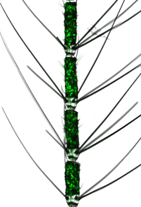 연구진은 모기의 더듬이에 형광 단백질을 집어넣어 신경 세포의 작동을 살필 수 있게 했다. (자료=록펠러대학)