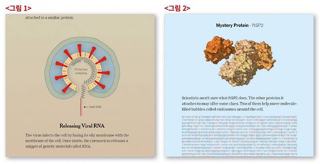 미국 뉴욕타임스의 코로나 관련 기사의 그래픽. <그림 1〉은 코로나바이러스가 세포를 납치하는 법(How Coronavirus Hijacks Your Cells), <그림 2〉는 '코로나바이러스 게놈 속으로’ (Inside the Coronavirus Genome)는 제목을 달고 있다. 학술논문에 나올 법한 과학 지식을 과학전문 매체 아닌 <뉴욕타임스〉에 실은 것이다./NYT 웹 캡처