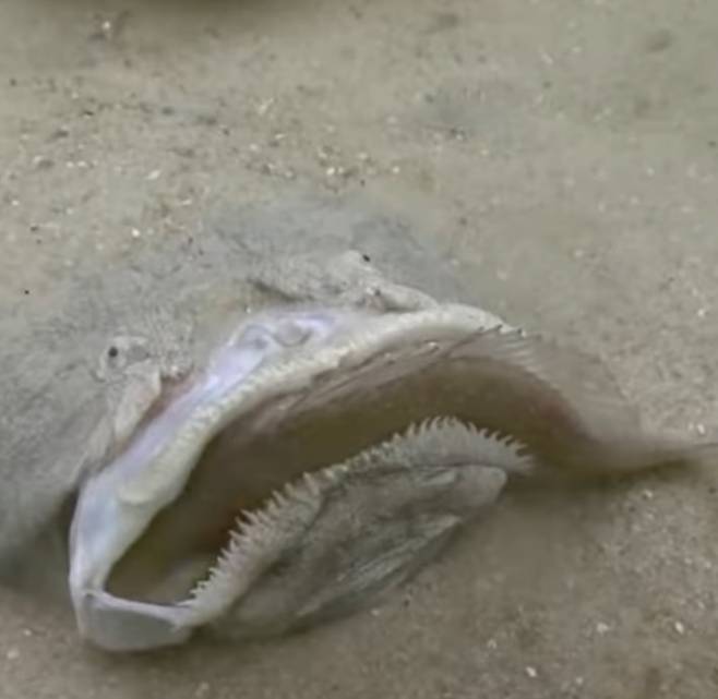 매복 사냥에 성공하는 모습. 몸집에 비해 아주 큰 입이 있어 큼지막한 물고기도 집어삼킬 수 있다. /Crazy Creatures 페이스북