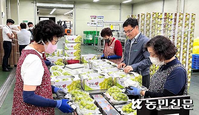 경북 김천농협 농산물산지유통센터(APC)에서 ‘샤인머스캣’ 포도 선별·포장 작업을 하고 있는 가운데 윤재천 조합장(오른쪽 두번째)이 상품 상태를 점검하고 있다.