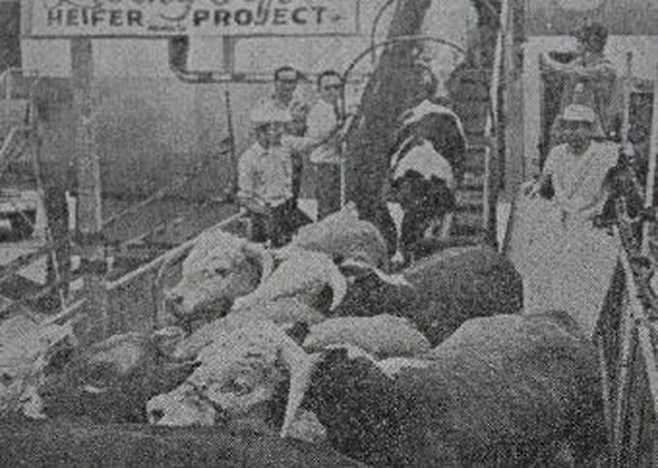 미군 수송기에서 내려오는 황소와 젖소들. 수송기에 '헤퍼 프로젝트'라고 쓰인 게 보인다.  사진=헤퍼코리아