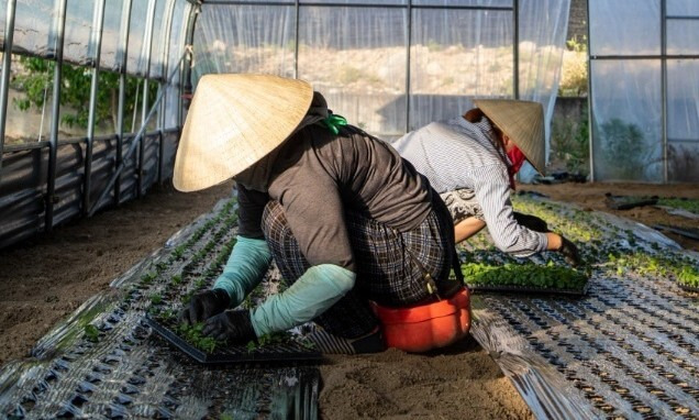 지난 6월 충북 옥천군의 이주여성들이 깻잎농사를 짓고 있다. 서재현씨 제공