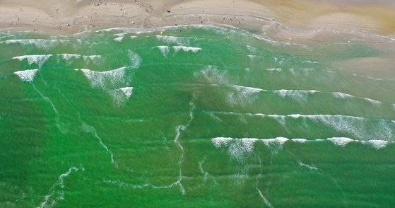 지난 12일 오후 부산 사하구 다대포해수욕장이 초록빛으로 변했다. 낙동강에서 떠내려온 녹조로 인해 다대포 해수욕장 입수가 5년 만에 금지됐다. 중부지방에서 집중호우가 발생함에 따라 낙동강 보와 하굿둑을 개방했는데, 이 과정에서 강에 있던 녹조가 바다로 떠내려왔다. 연합뉴스