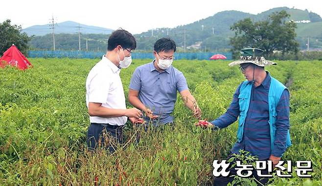 경북 영양의 김형도씨(오른쪽) 고추밭에서 NH농협 영양군지부와 영양농협 직원들이 병충해 발생 상황을 살피고 있다.