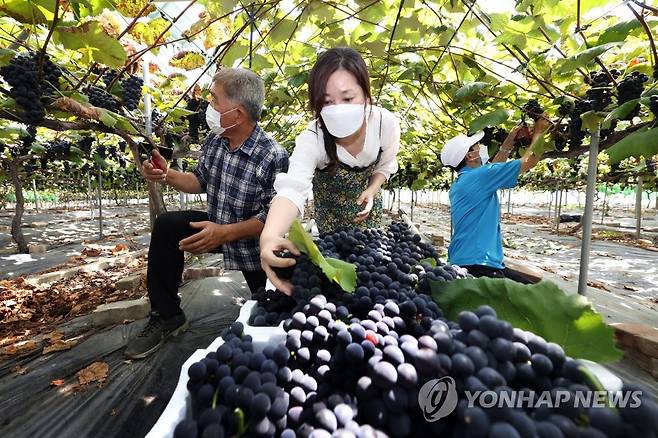 보령 특산물 사현포도 수확  [보령시 제공. 재판매 및 DB 금지]